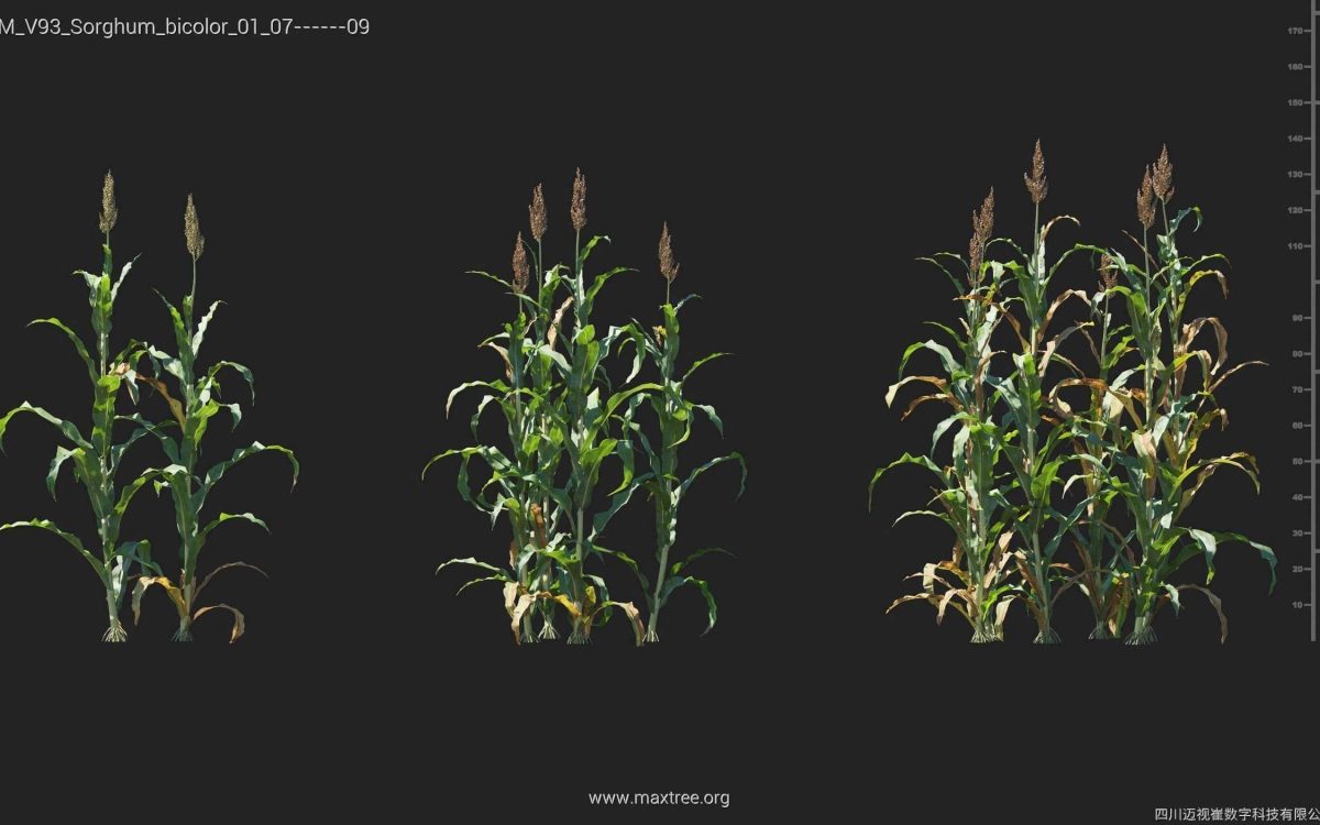 Plant Models Vol 93 - 图片 45