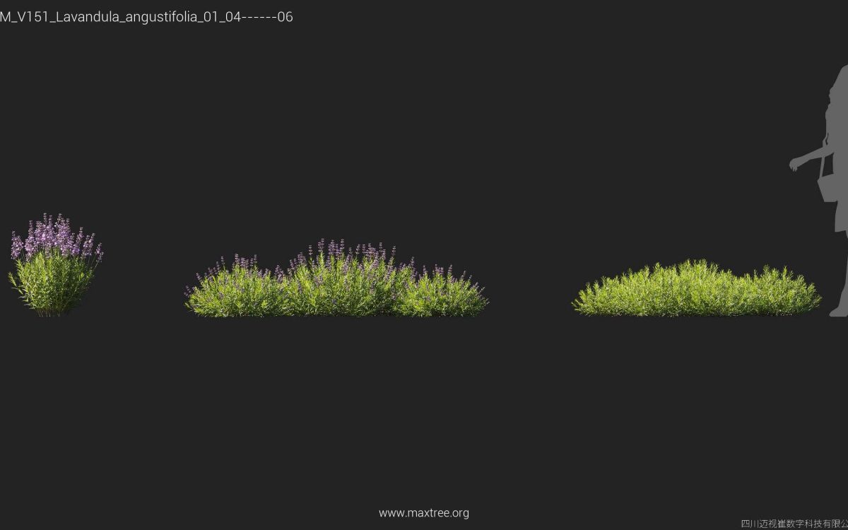 V151_Lavandula_angustifolia_01 - 图片 2
