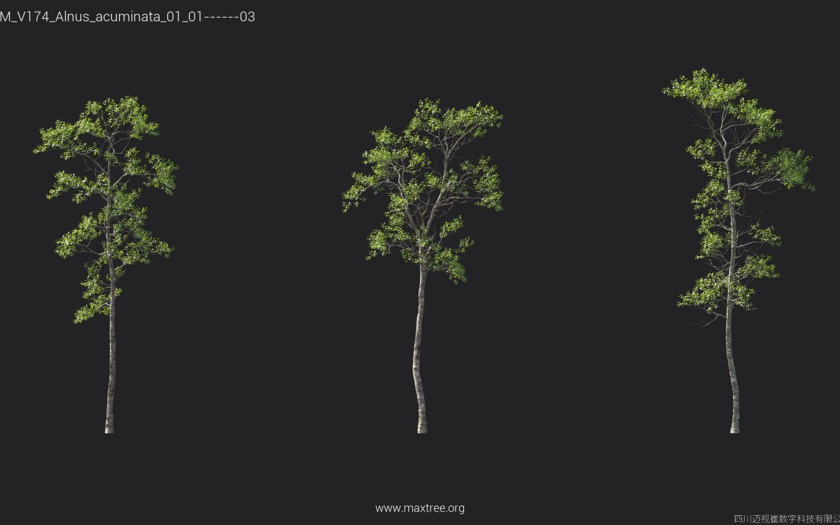 Plant Models Vol 174 - 图片 6