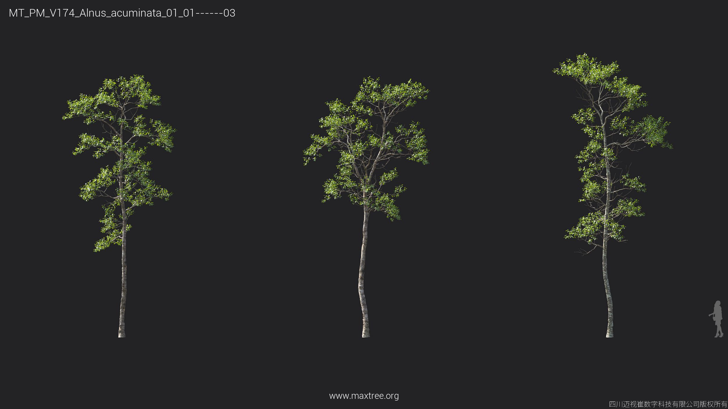 Plant Models Vol 174 - 图片 6