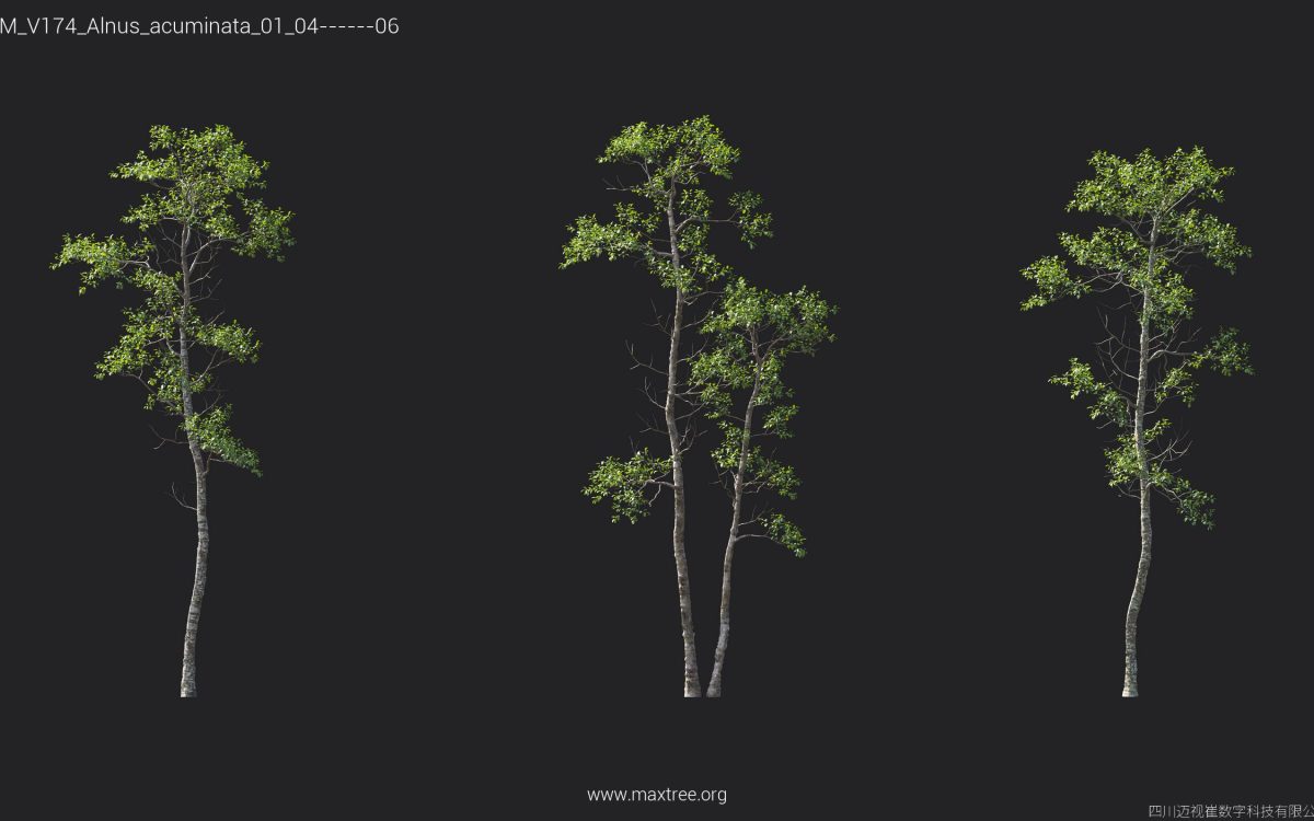 Plant Models Vol 174 - 图片 7
