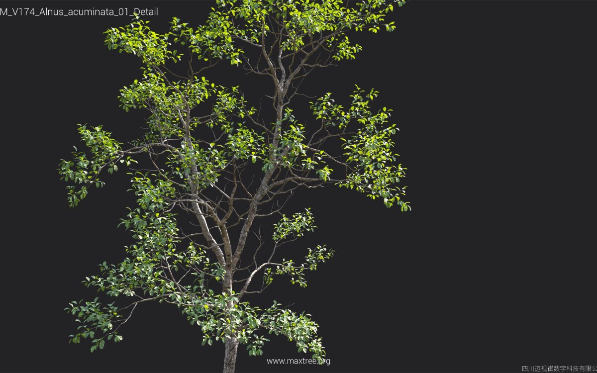 Plant Models Vol 174 - 图片 8