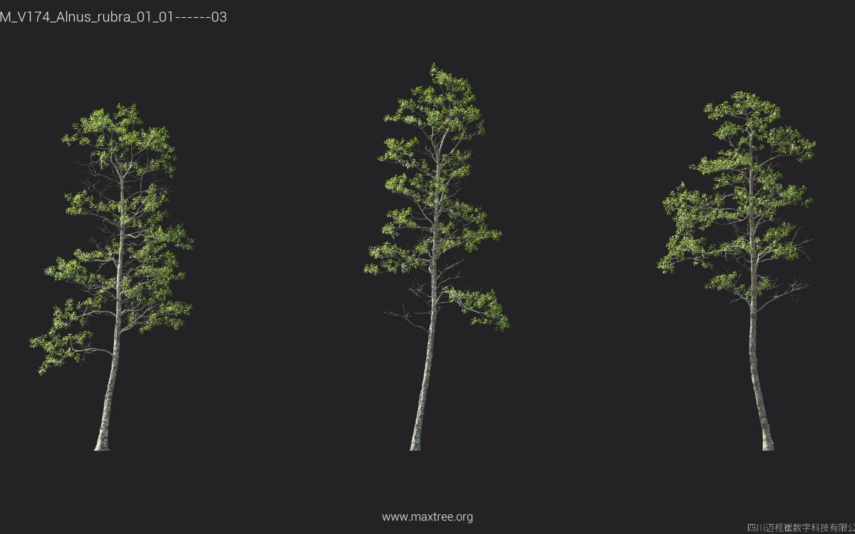 Plant Models Vol 174 - 图片 9