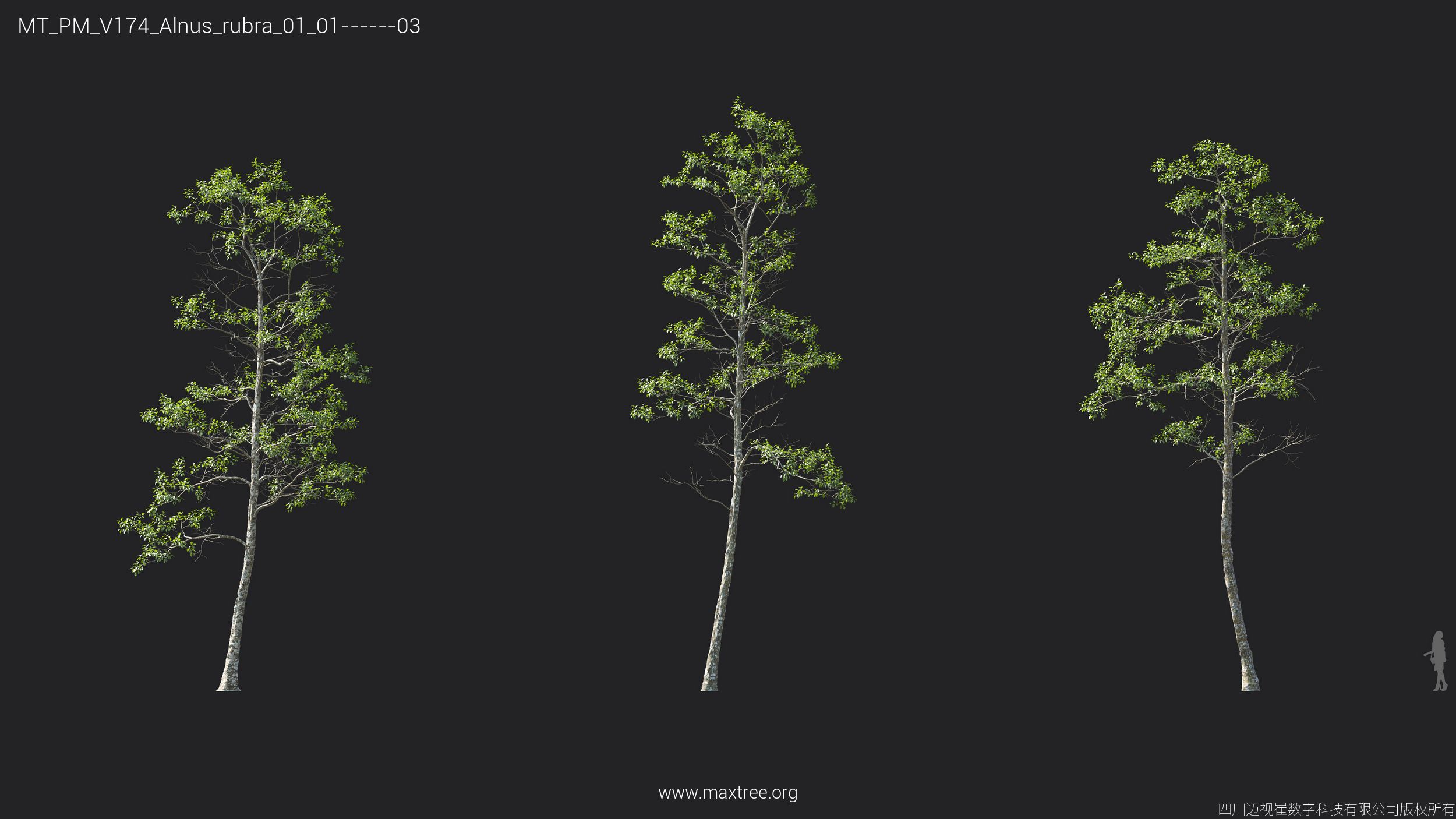 Plant Models Vol 174 - 图片 9