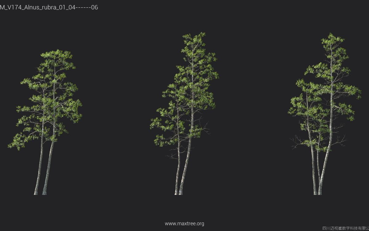 Plant Models Vol 174 - 图片 10