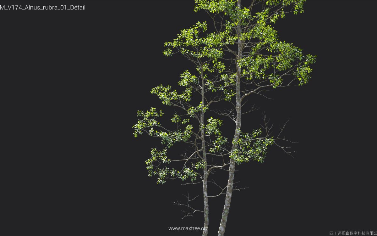 Plant Models Vol 174 - 图片 11