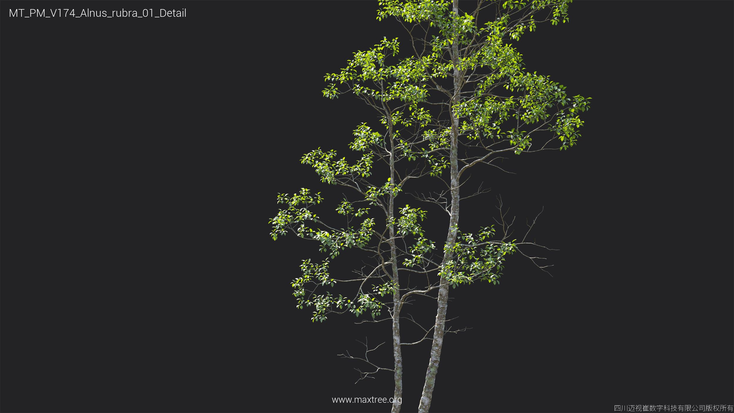 Plant Models Vol 174 - 图片 11