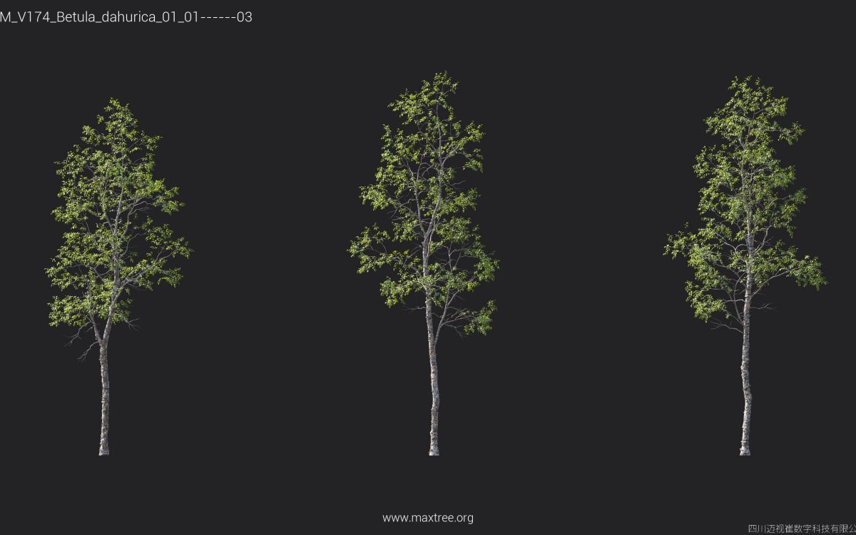 Plant Models Vol 174 - 图片 12