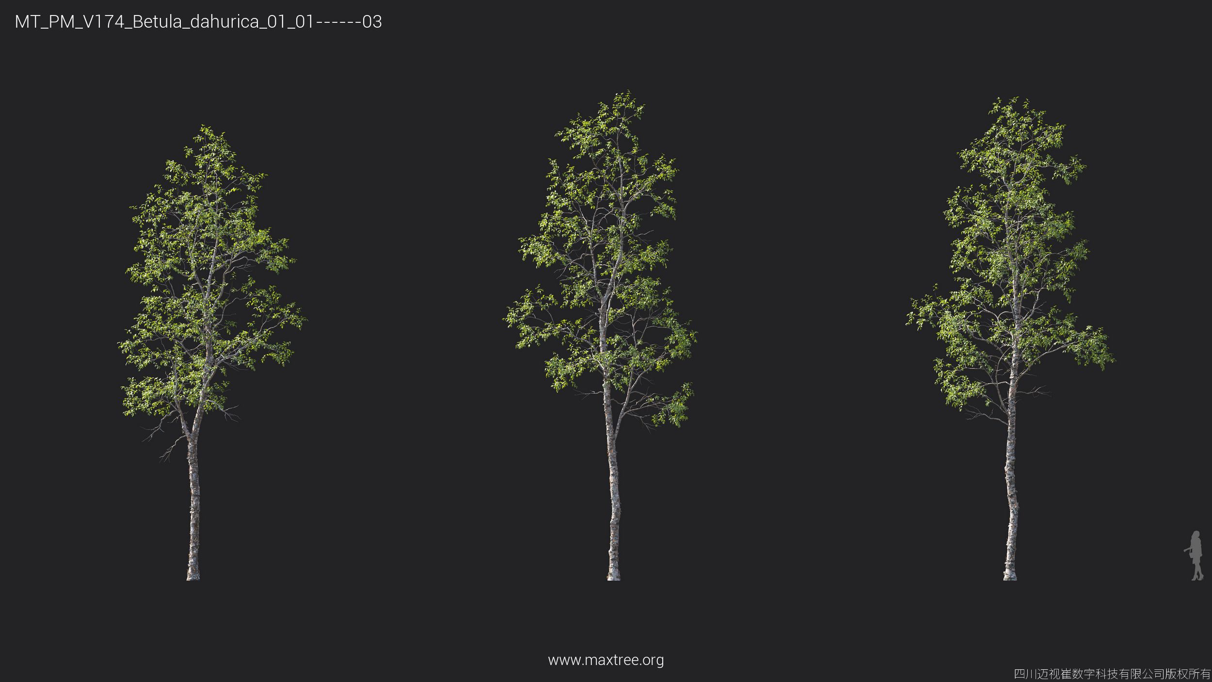 Plant Models Vol 174 - 图片 12