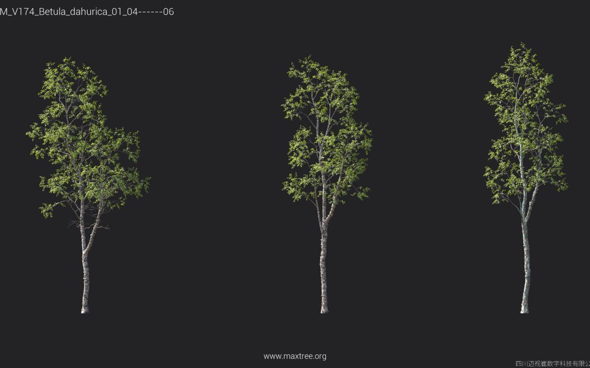 Plant Models Vol 174 - 图片 13