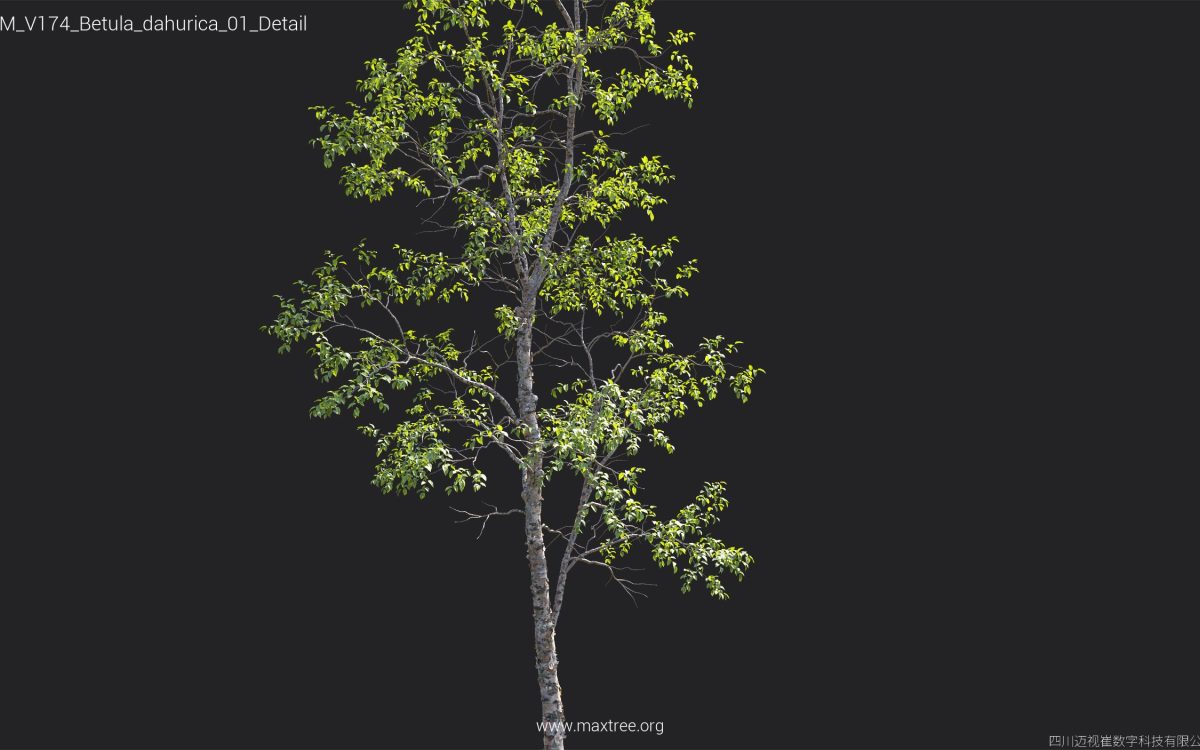 Plant Models Vol 174 - 图片 14