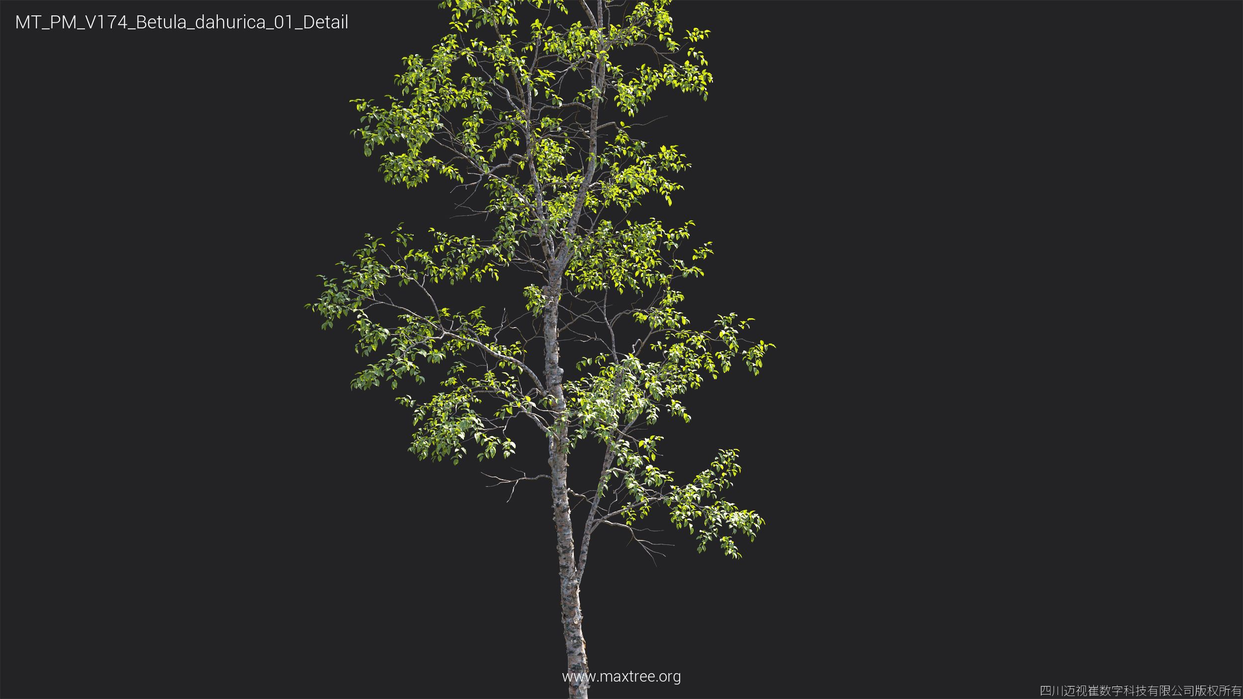 Plant Models Vol 174 - 图片 14