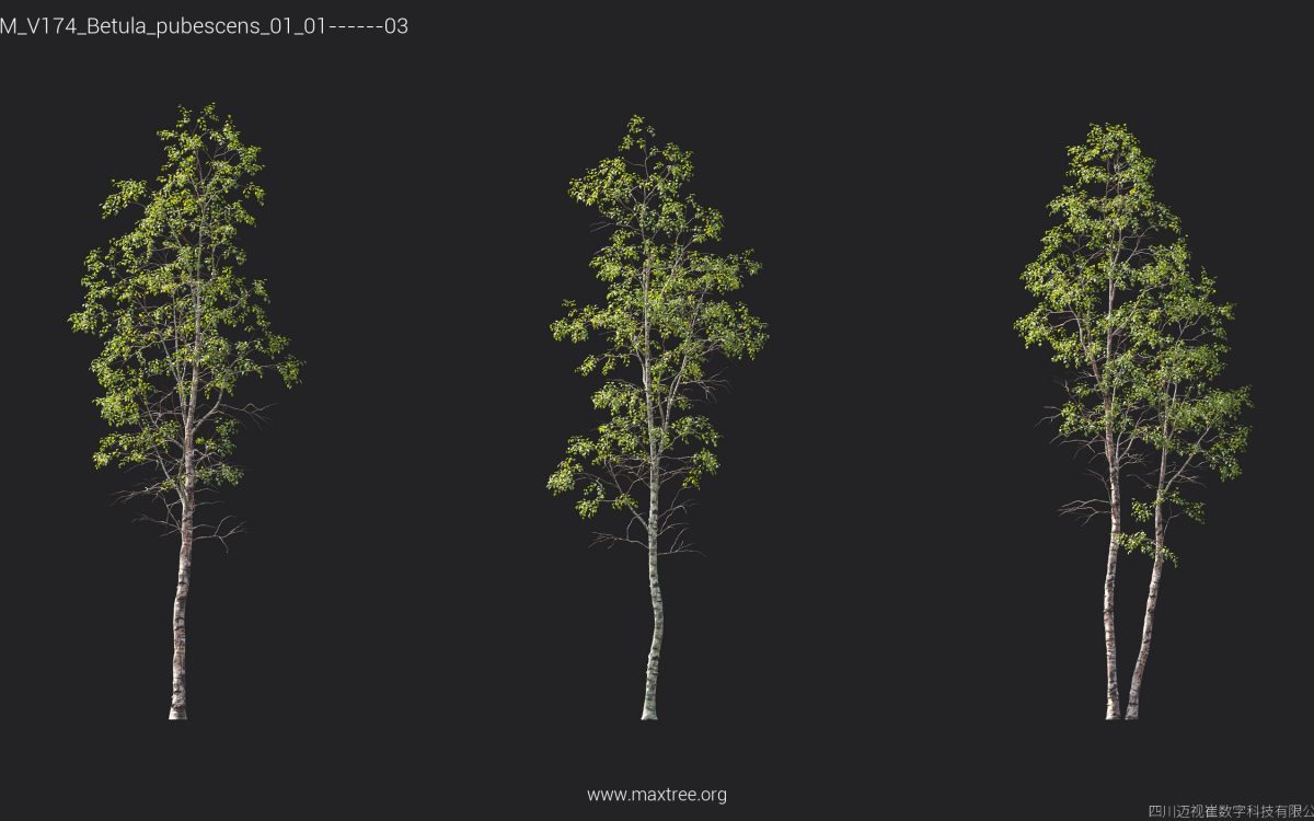 Plant Models Vol 174 - 图片 15