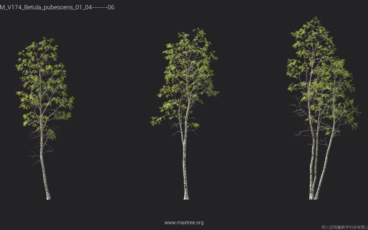 Plant Models Vol 174 - 图片 16