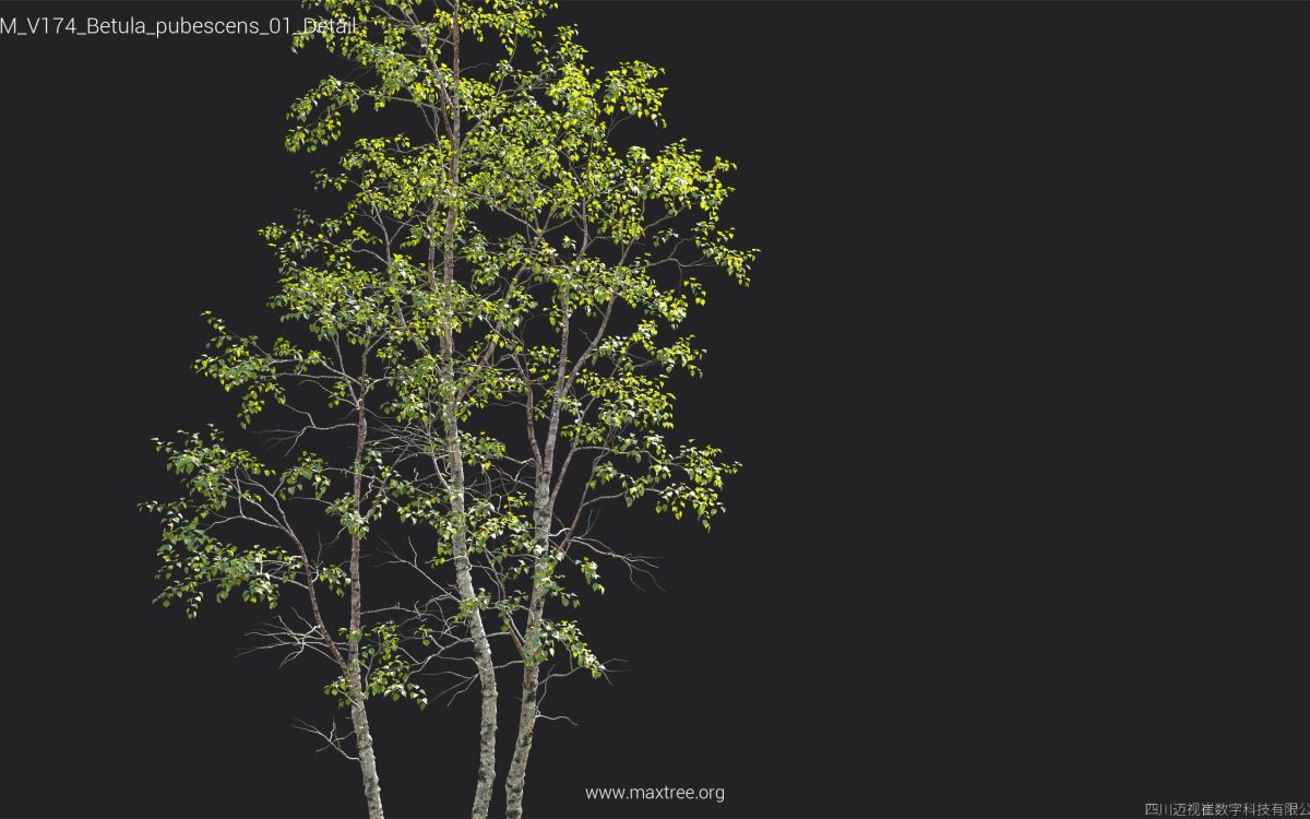Plant Models Vol 174 - 图片 17