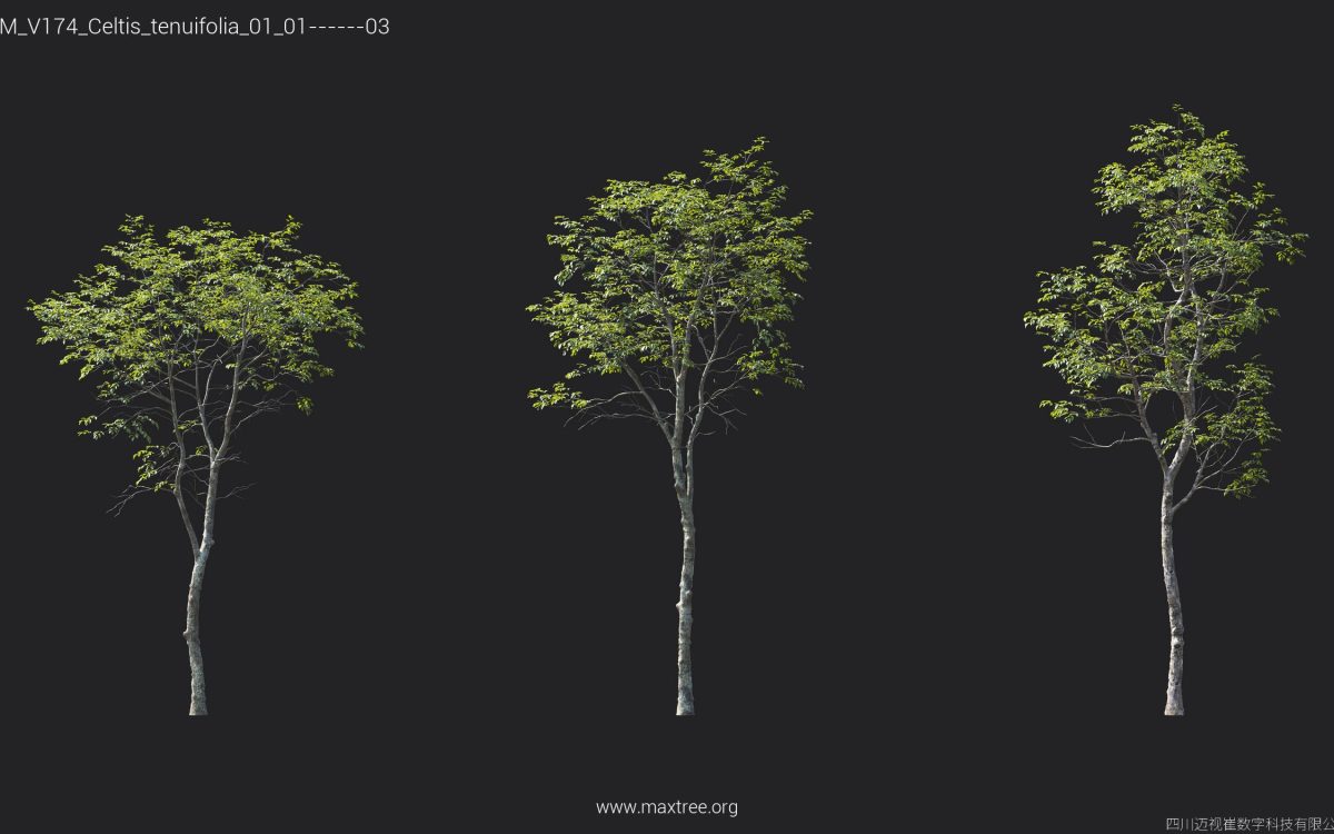 Plant Models Vol 174 - 图片 18