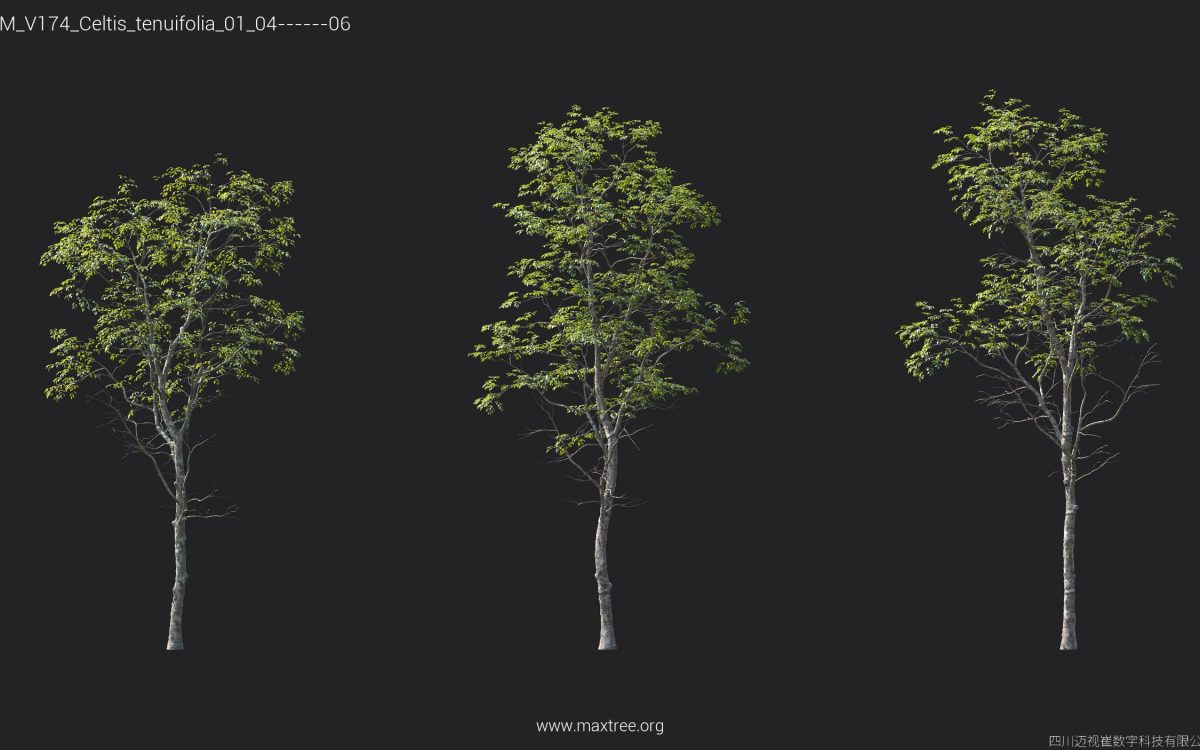 Plant Models Vol 174 - 图片 19