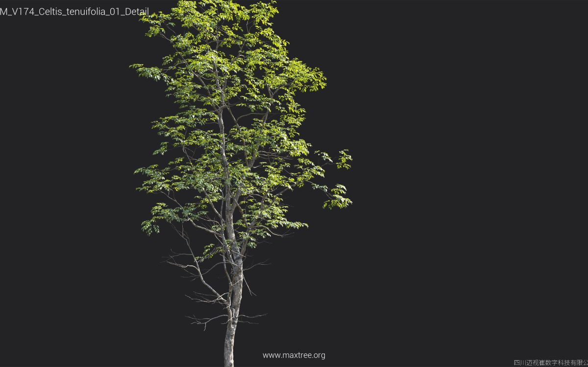 Plant Models Vol 174 - 图片 20