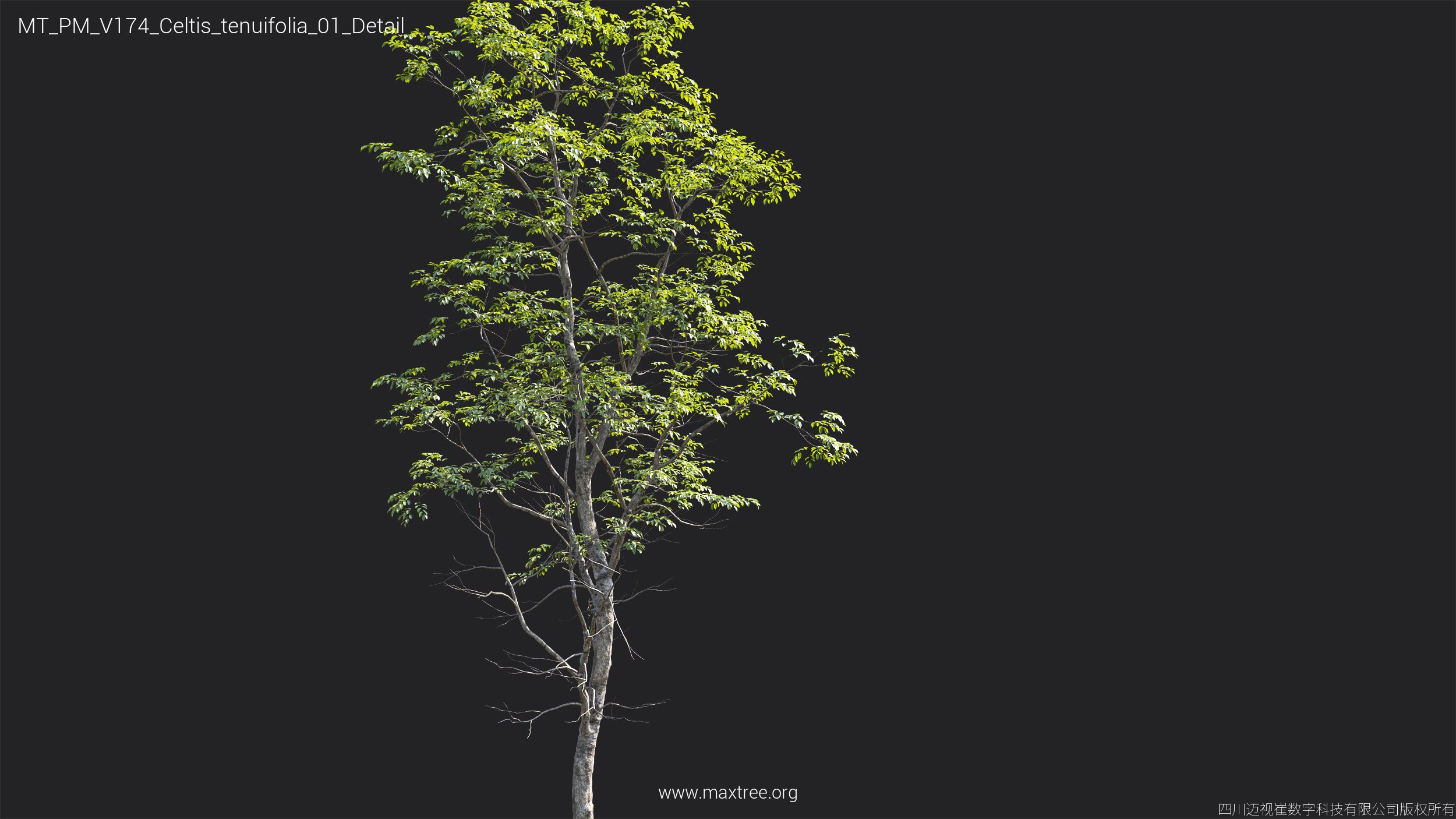 Plant Models Vol 174 - 图片 20