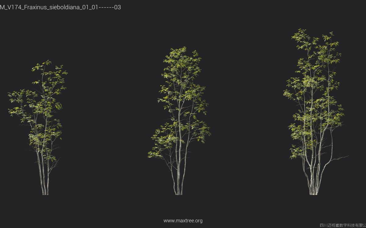 Plant Models Vol 174 - 图片 21