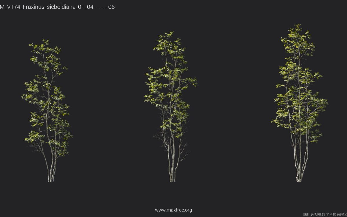 Plant Models Vol 174 - 图片 22