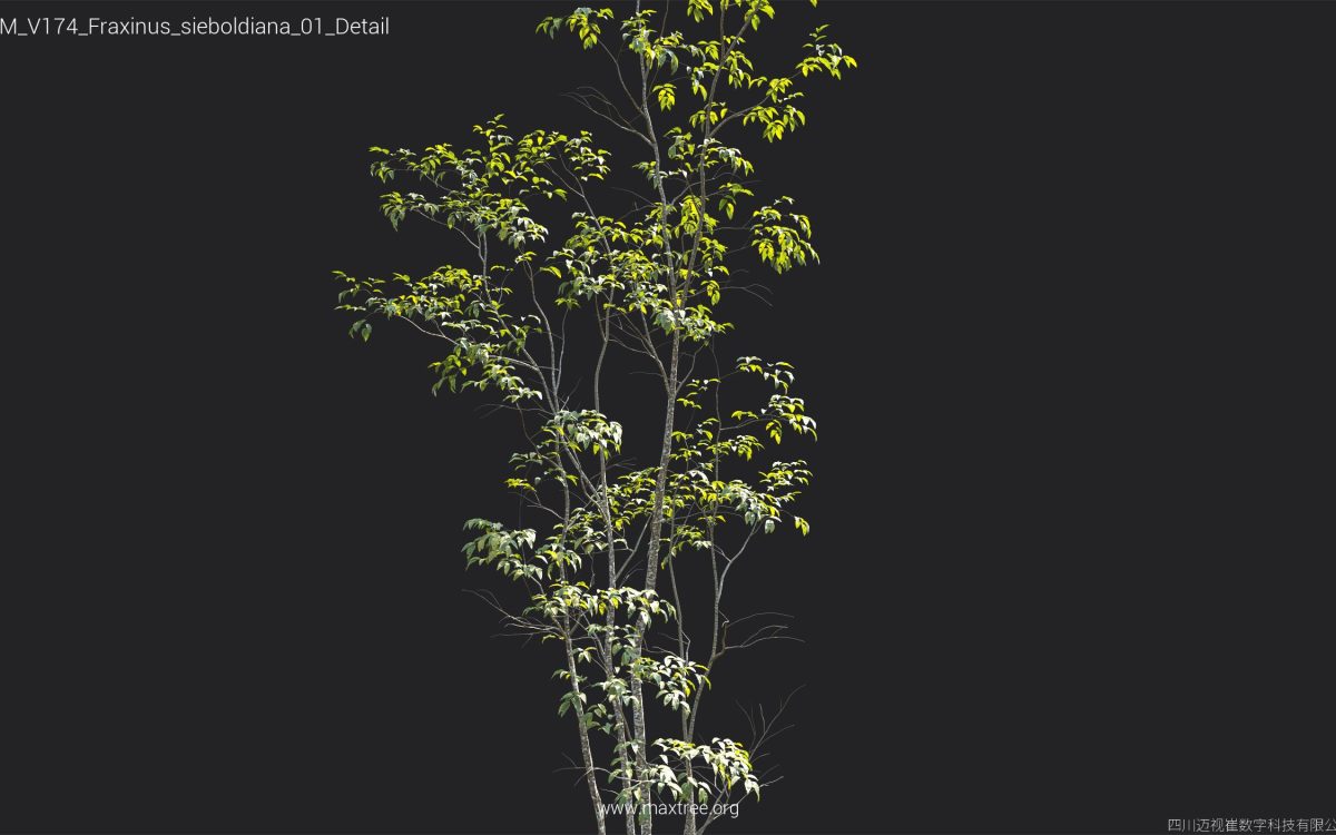 Plant Models Vol 174 - 图片 23