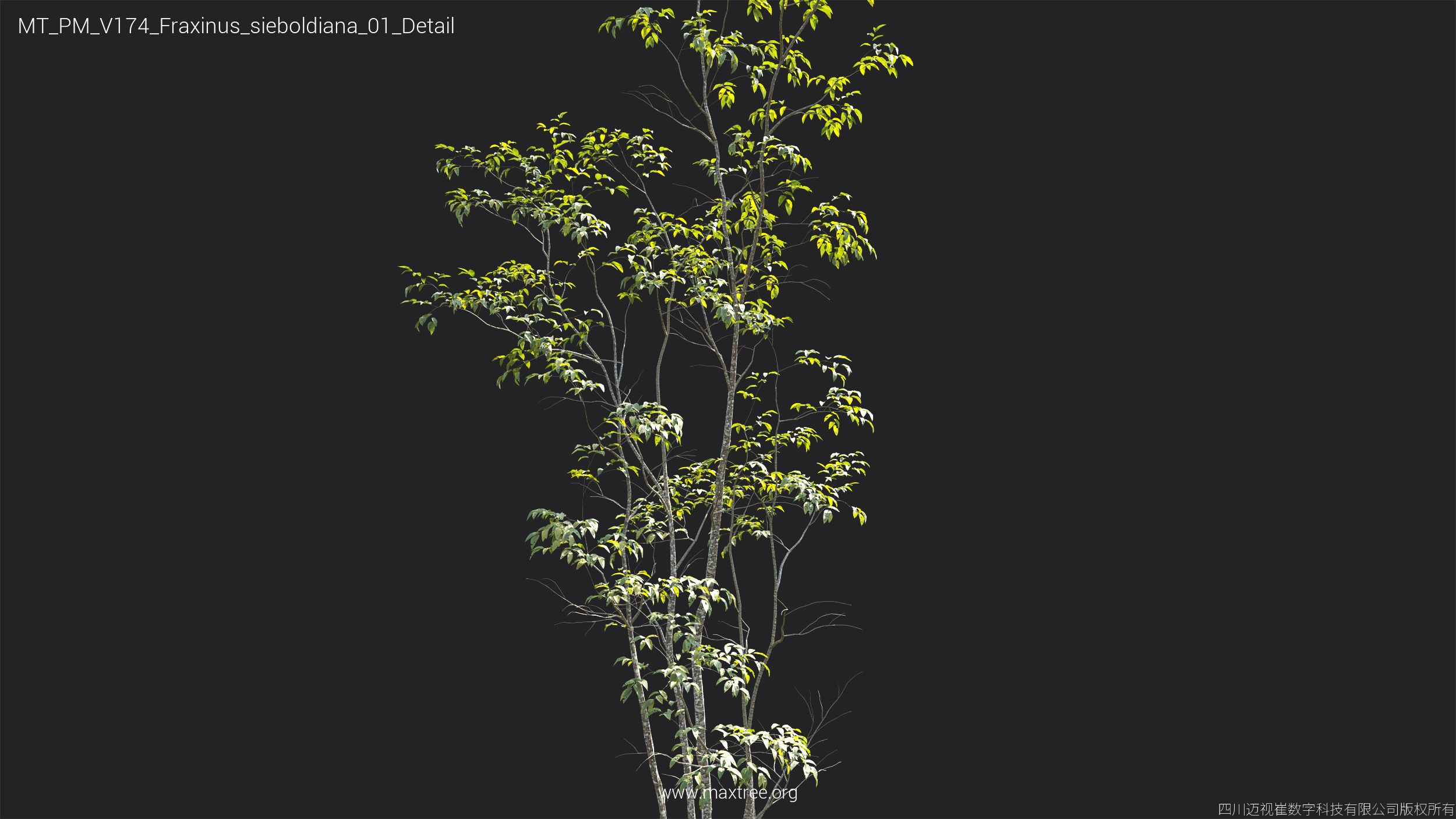Plant Models Vol 174 - 图片 23