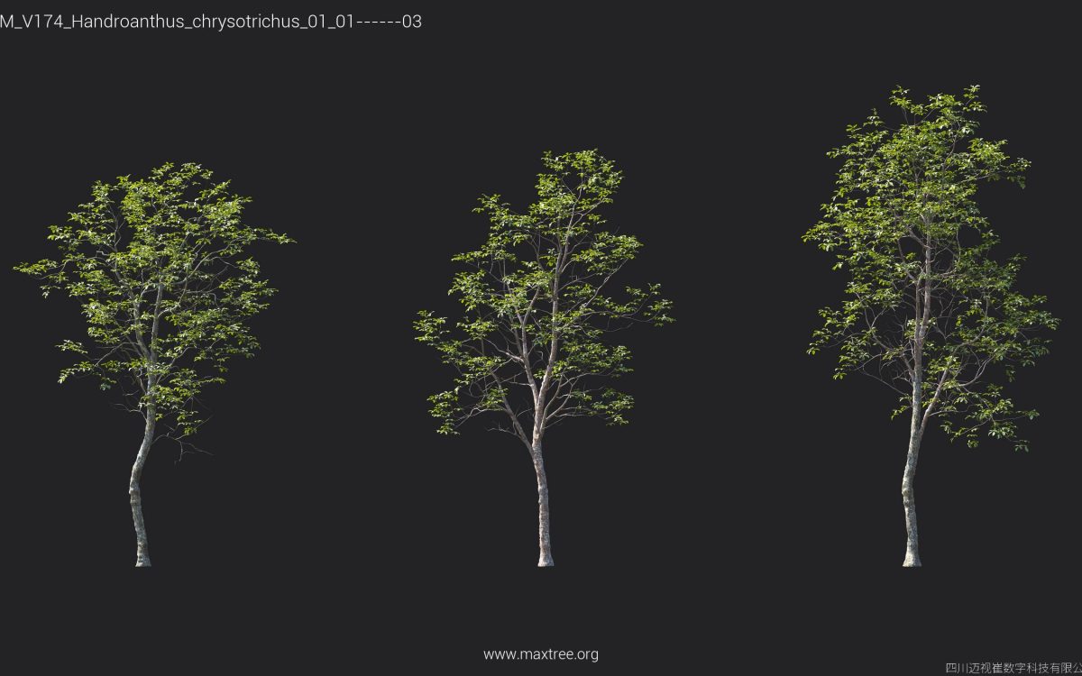 Plant Models Vol 174 - 图片 24