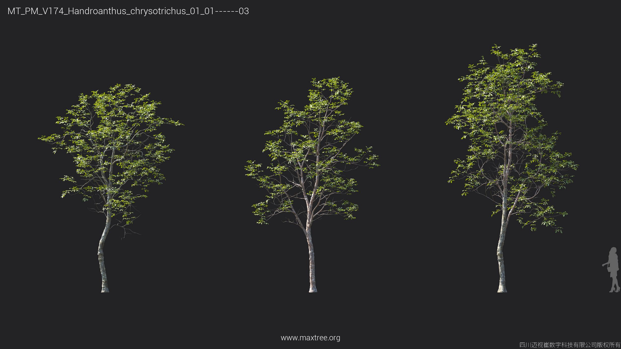 Plant Models Vol 174 - 图片 24