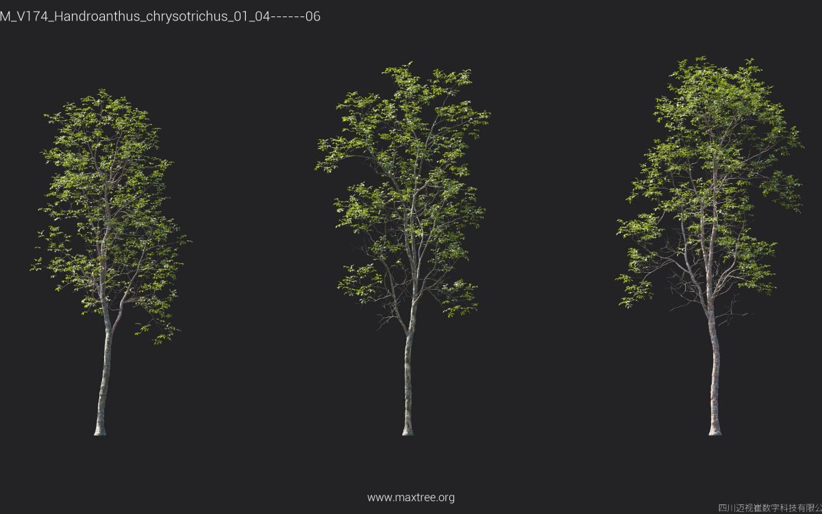 Plant Models Vol 174 - 图片 25