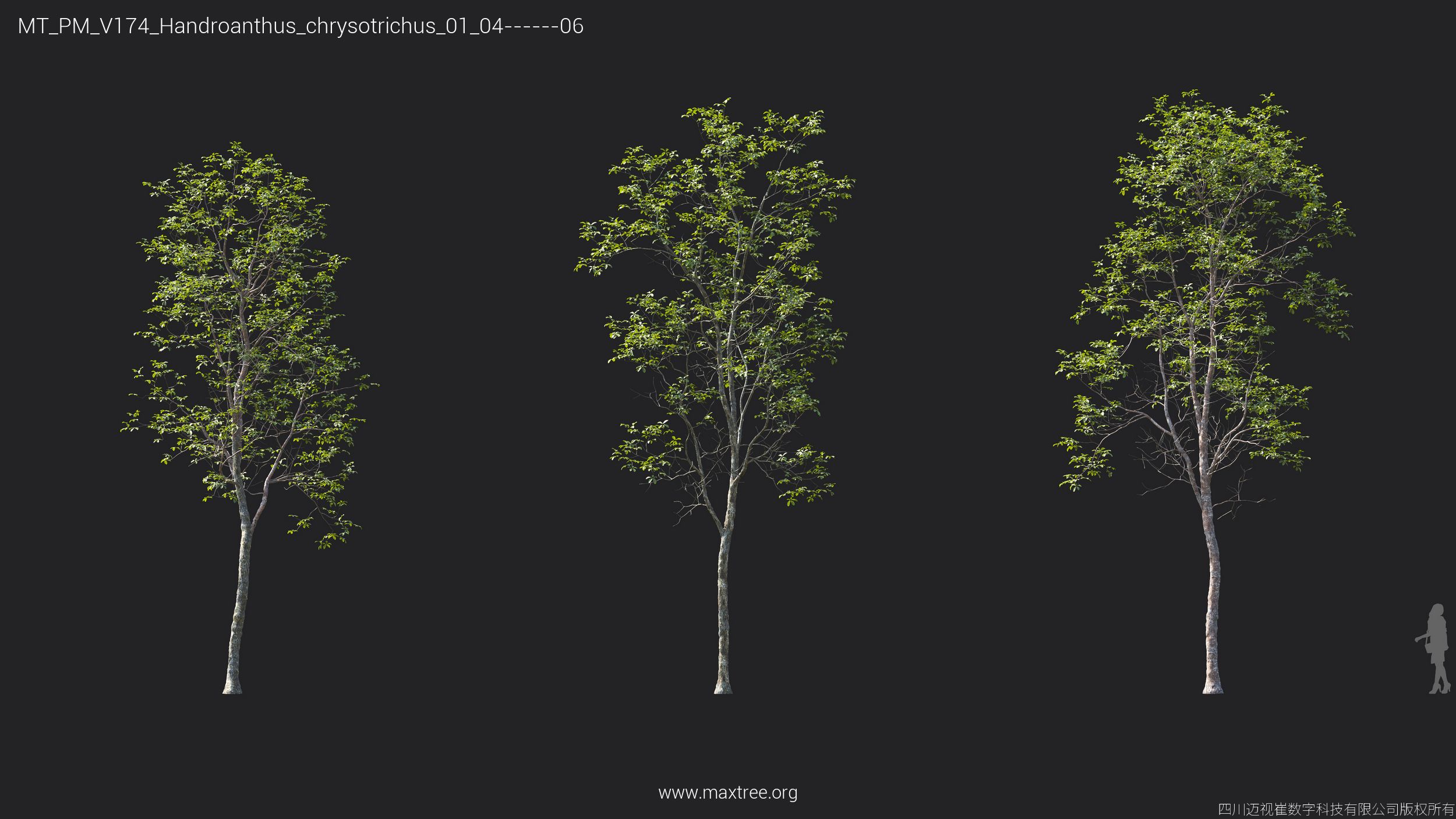 Plant Models Vol 174 - 图片 25