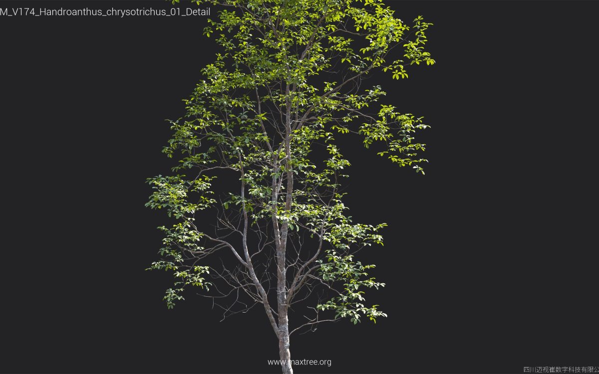 Plant Models Vol 174 - 图片 26