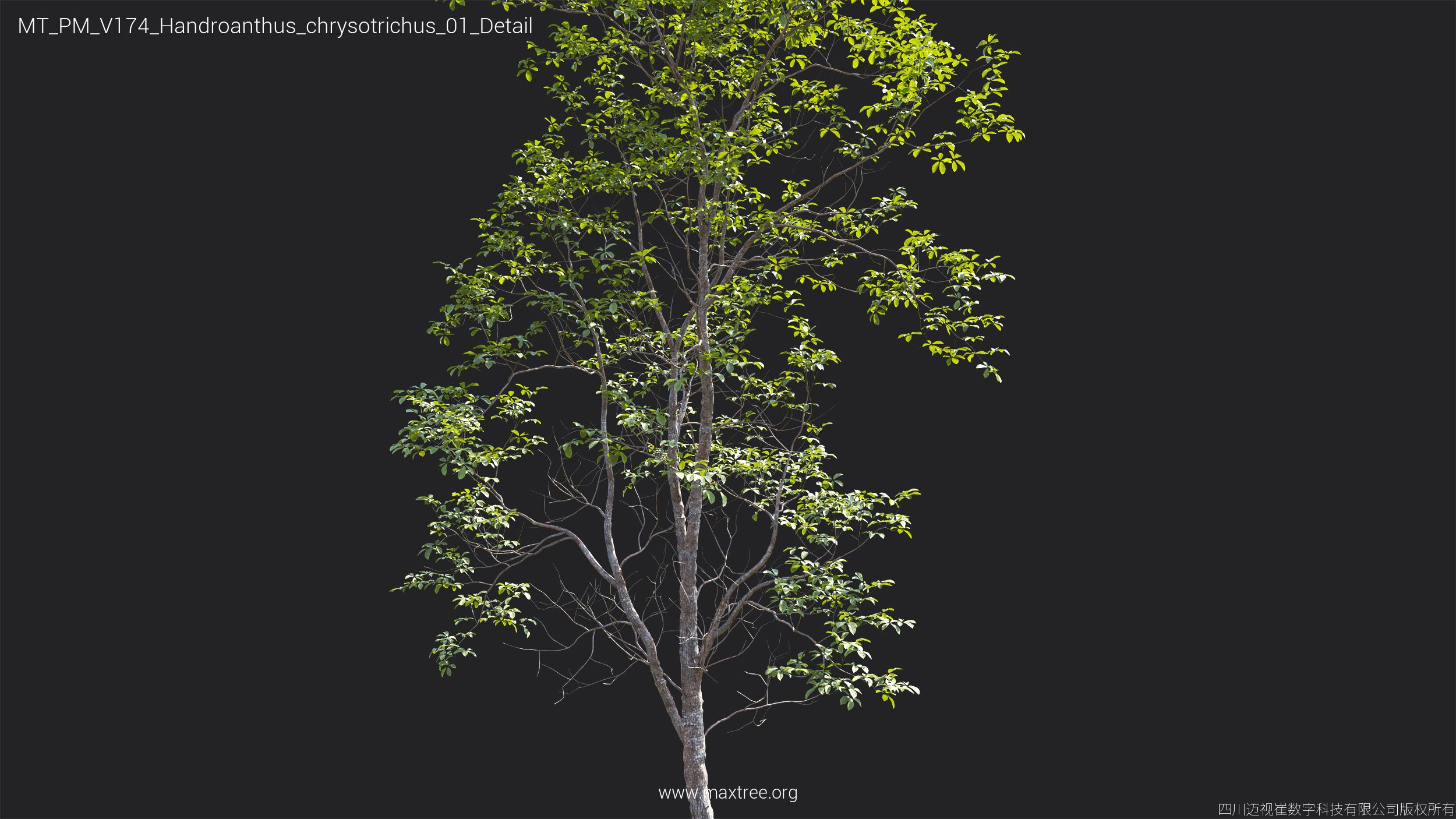 Plant Models Vol 174 - 图片 26