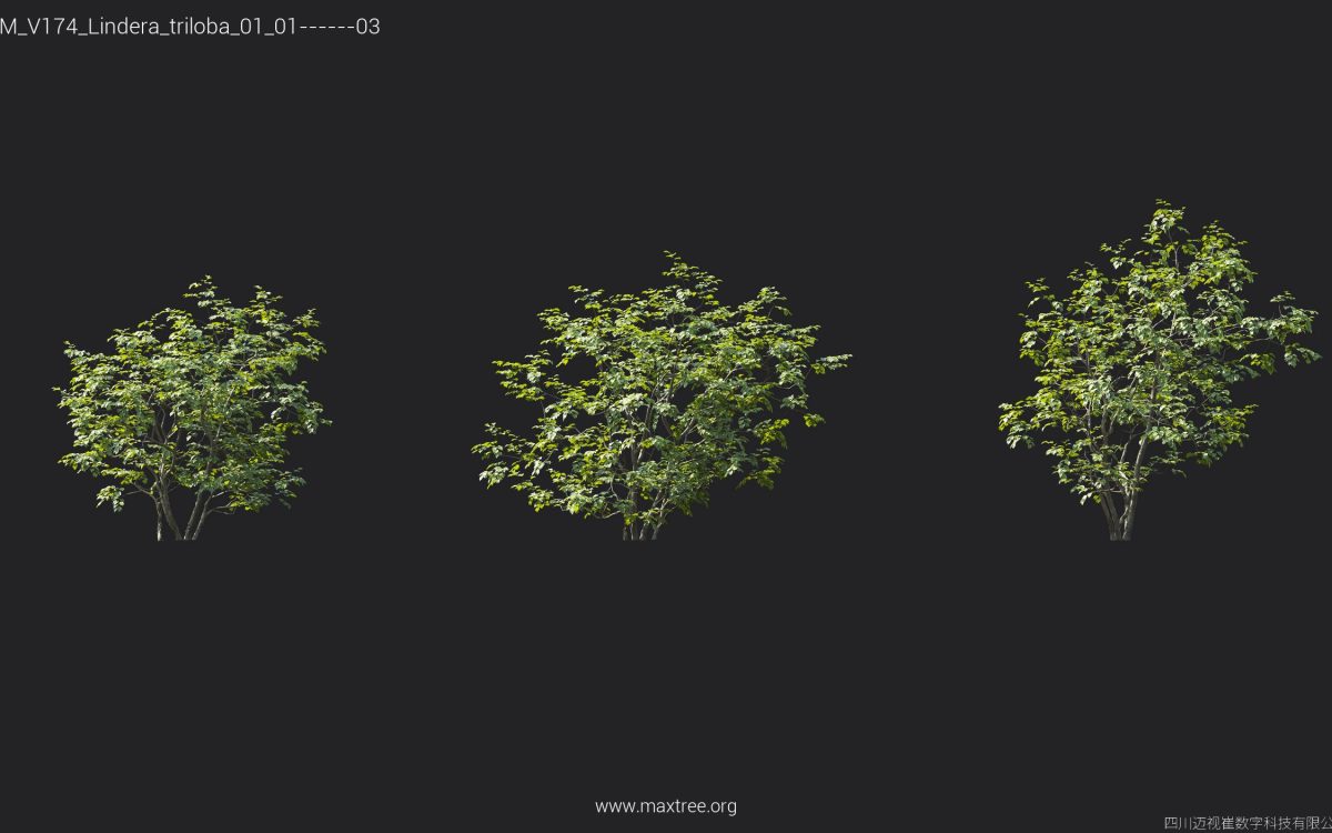Plant Models Vol 174 - 图片 27