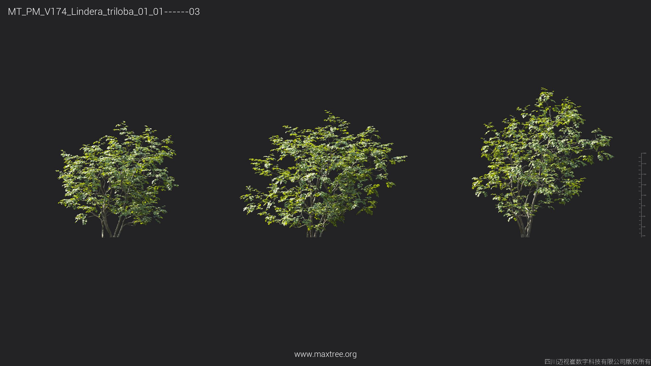 Plant Models Vol 174 - 图片 27