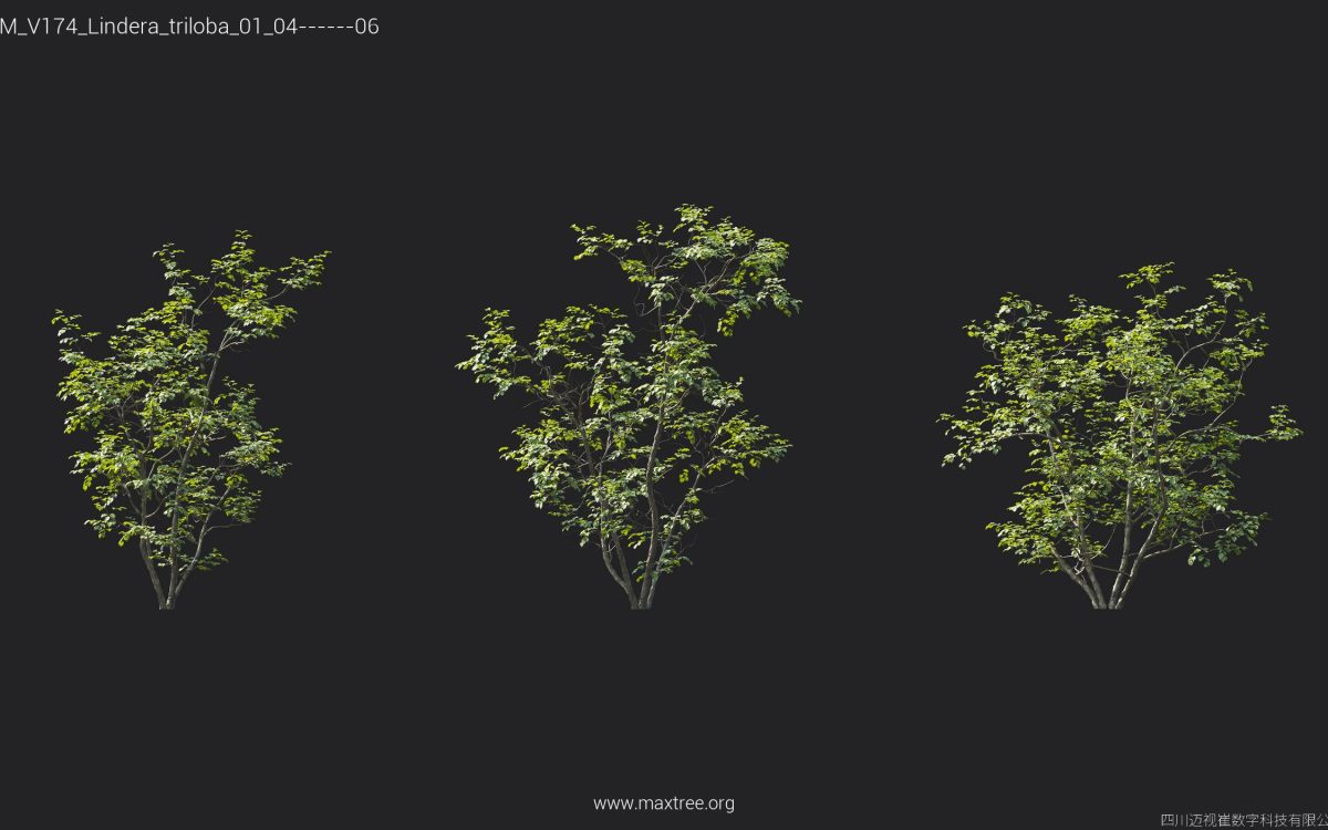 Plant Models Vol 174 - 图片 28