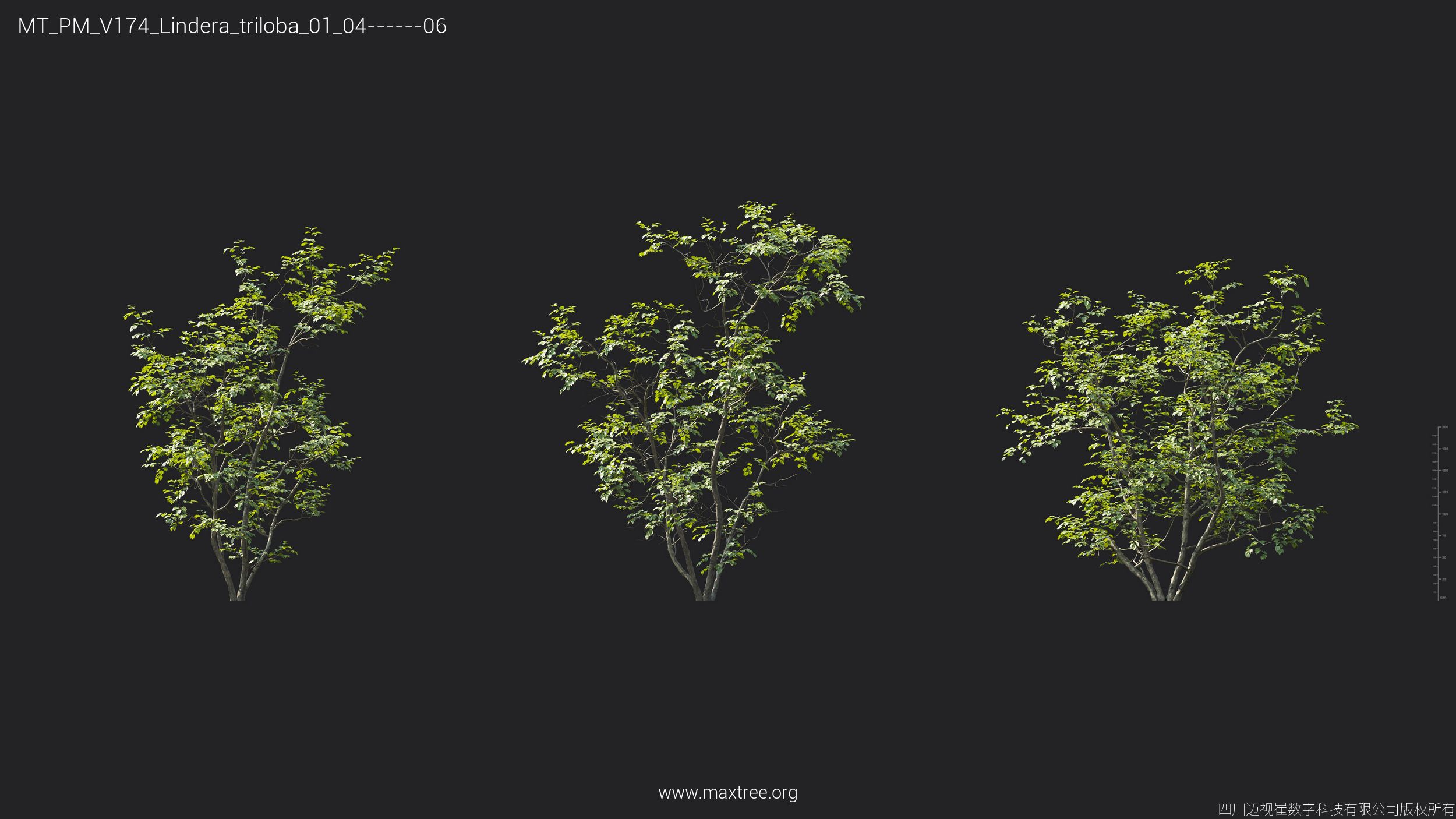 Plant Models Vol 174 - 图片 28