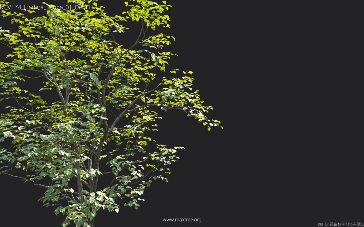 Plant Models Vol 174 - 图片 29