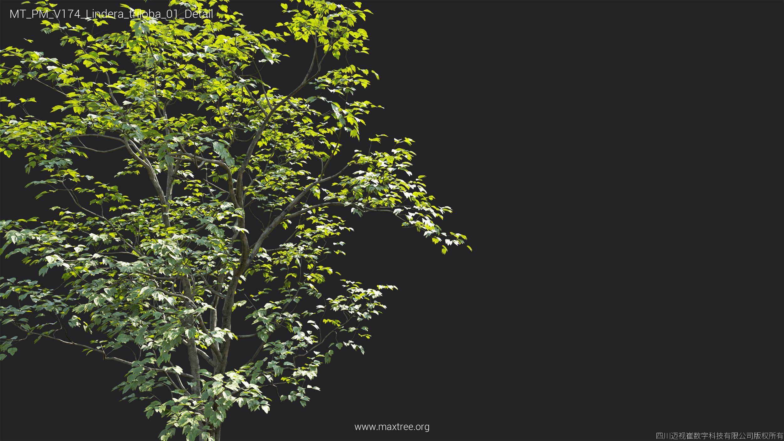 Plant Models Vol 174 - 图片 29