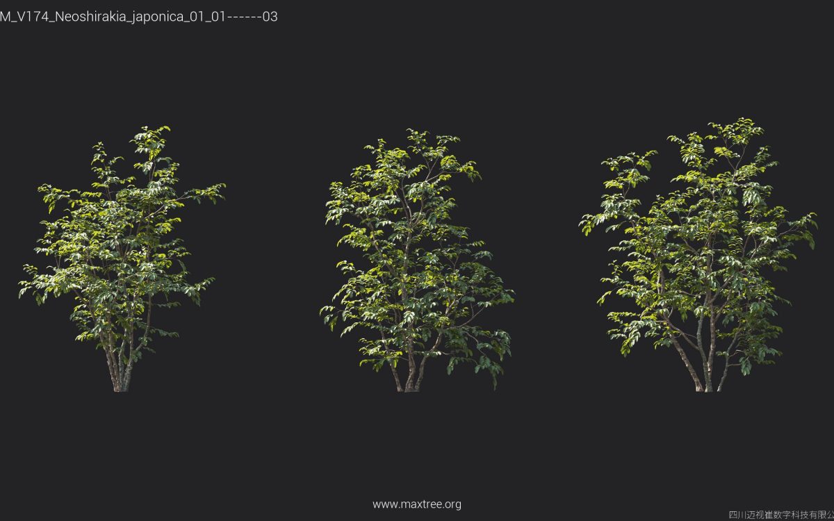 Plant Models Vol 174 - 图片 30