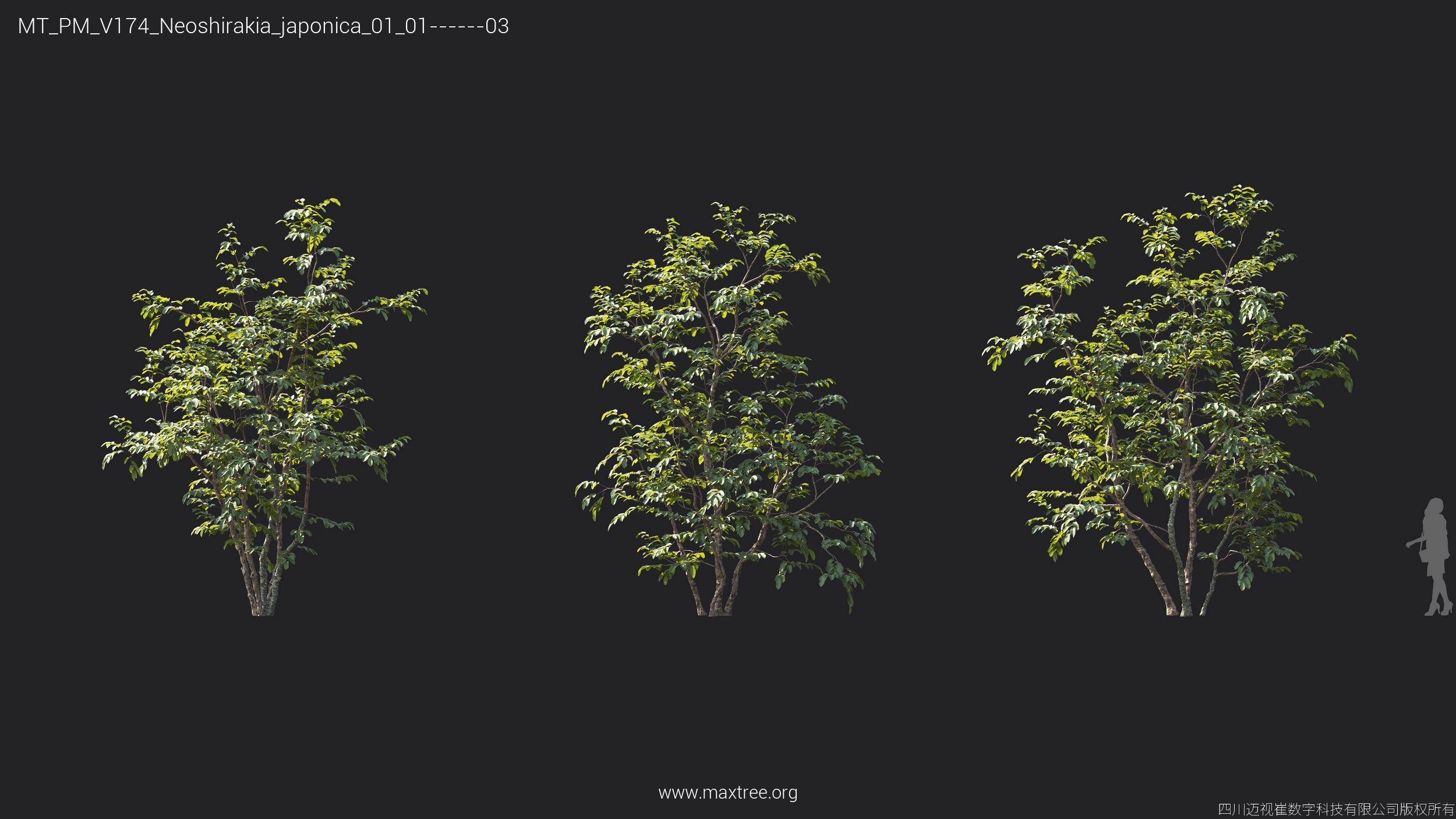 Plant Models Vol 174 - 图片 30