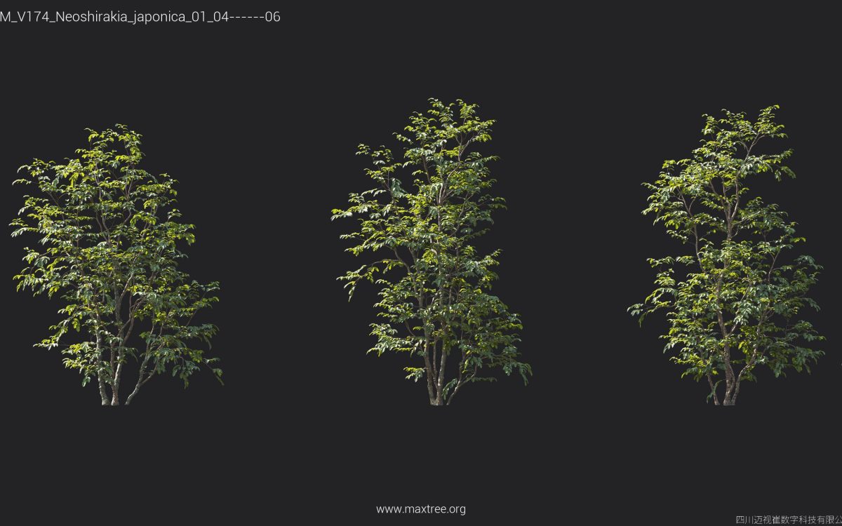 Plant Models Vol 174 - 图片 31