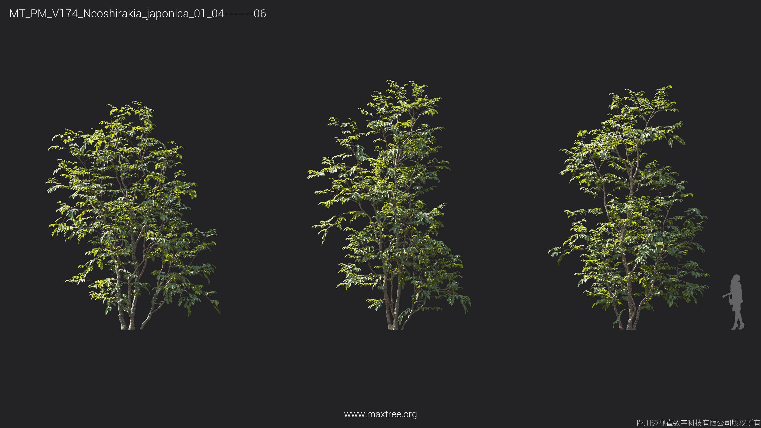 Plant Models Vol 174 - 图片 31