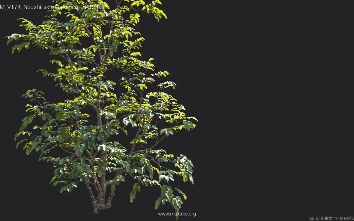 Plant Models Vol 174 - 图片 32