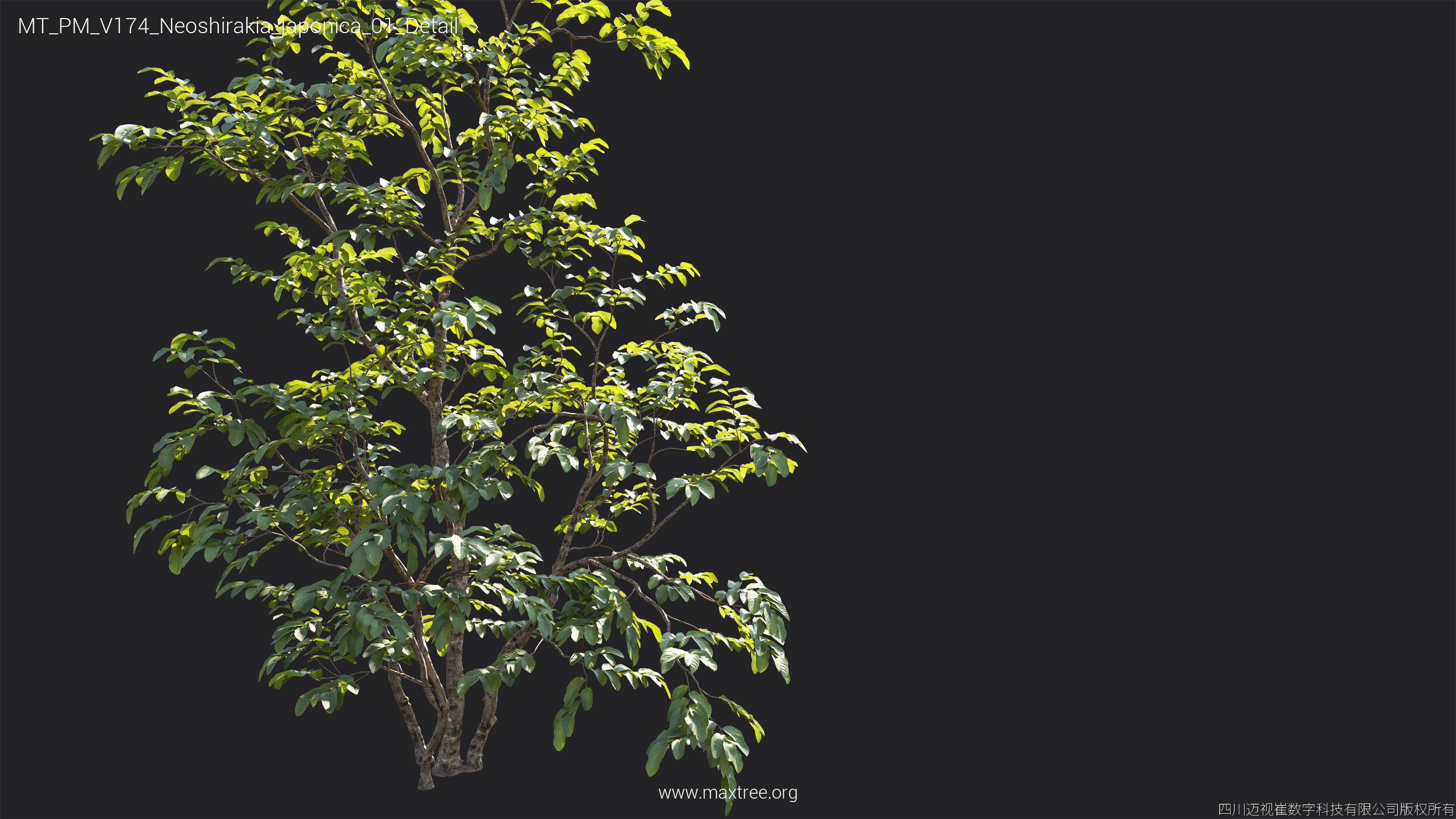 Plant Models Vol 174 - 图片 32