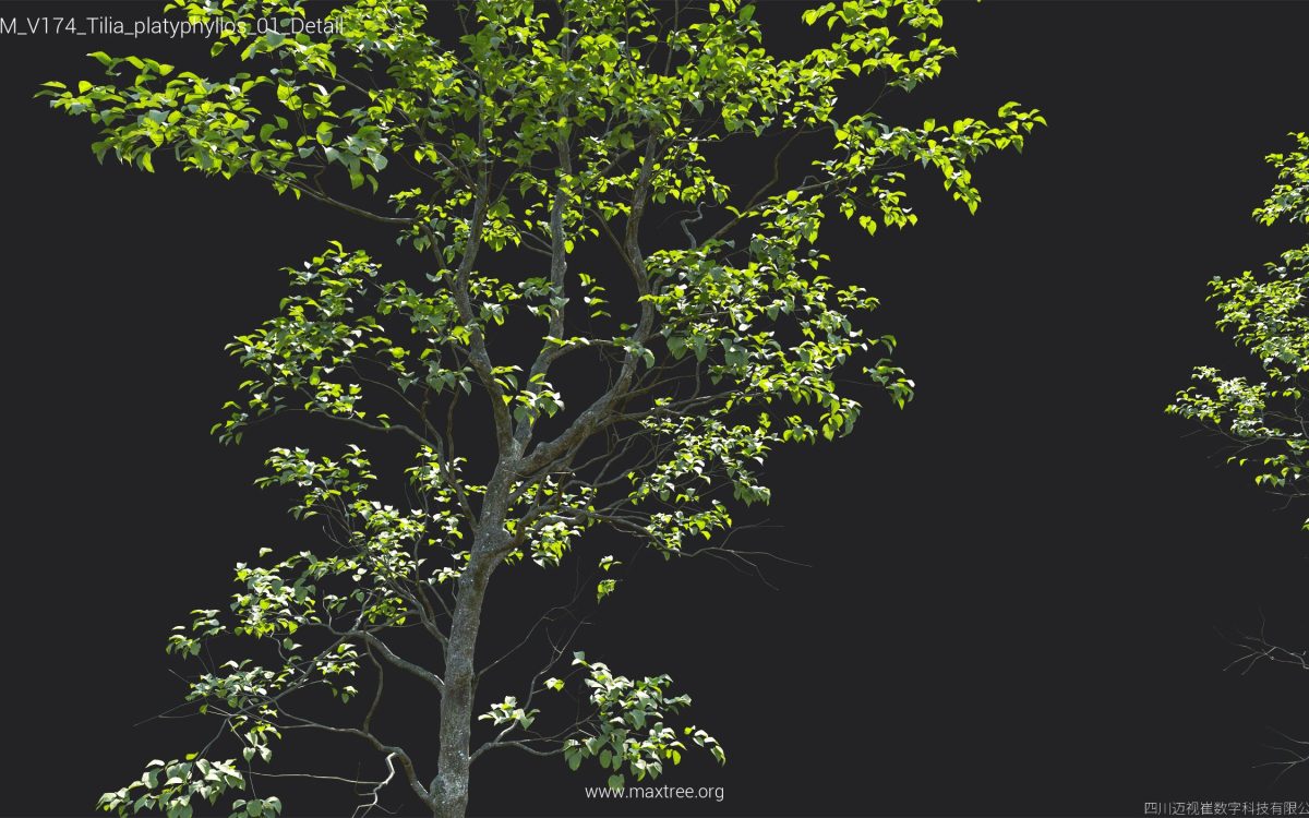Plant Models Vol 174 - 图片 35
