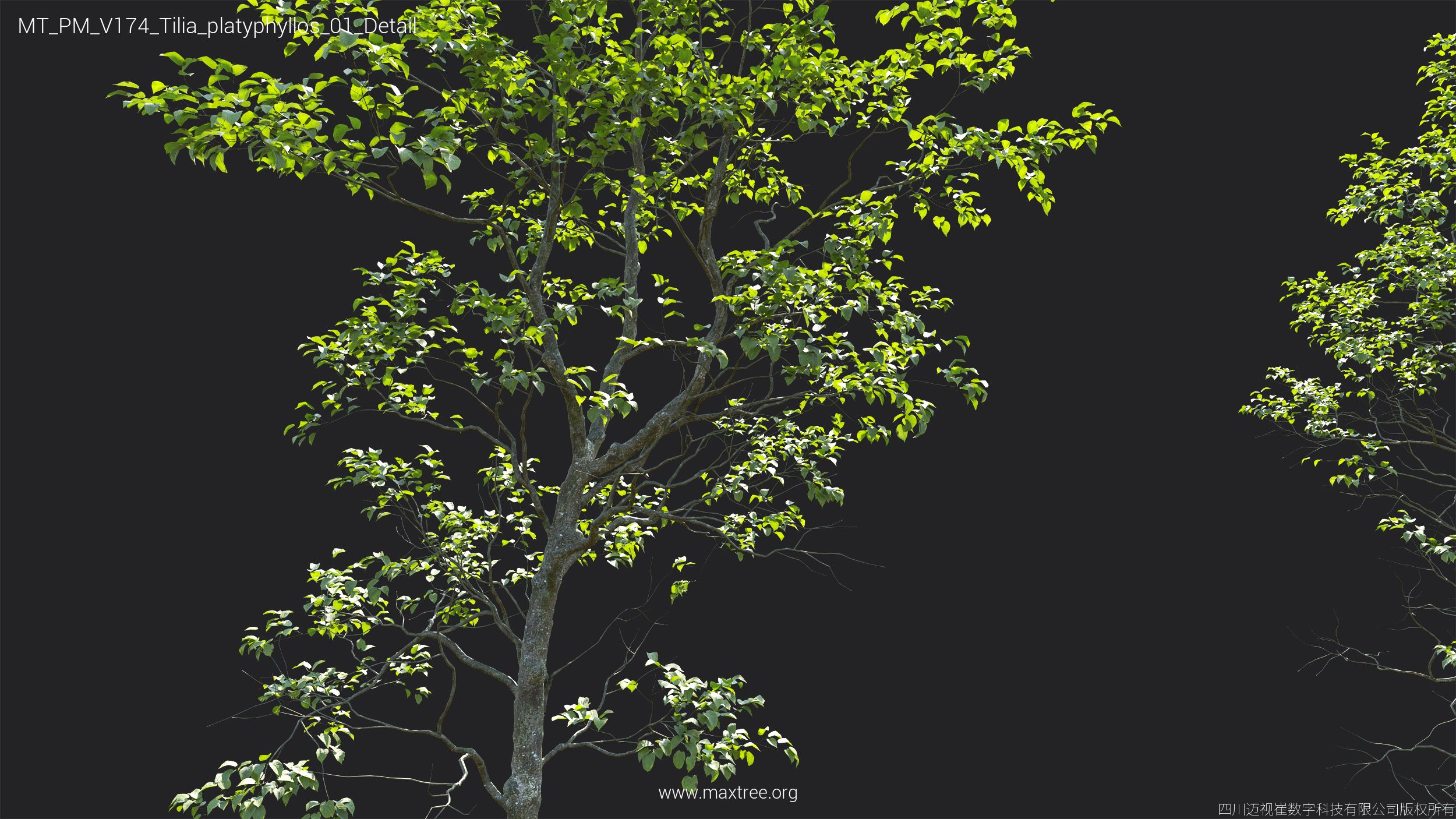 Plant Models Vol 174 - 图片 35