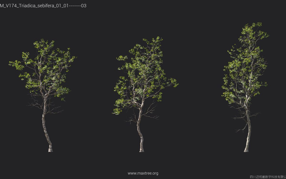 Plant Models Vol 174 - 图片 36