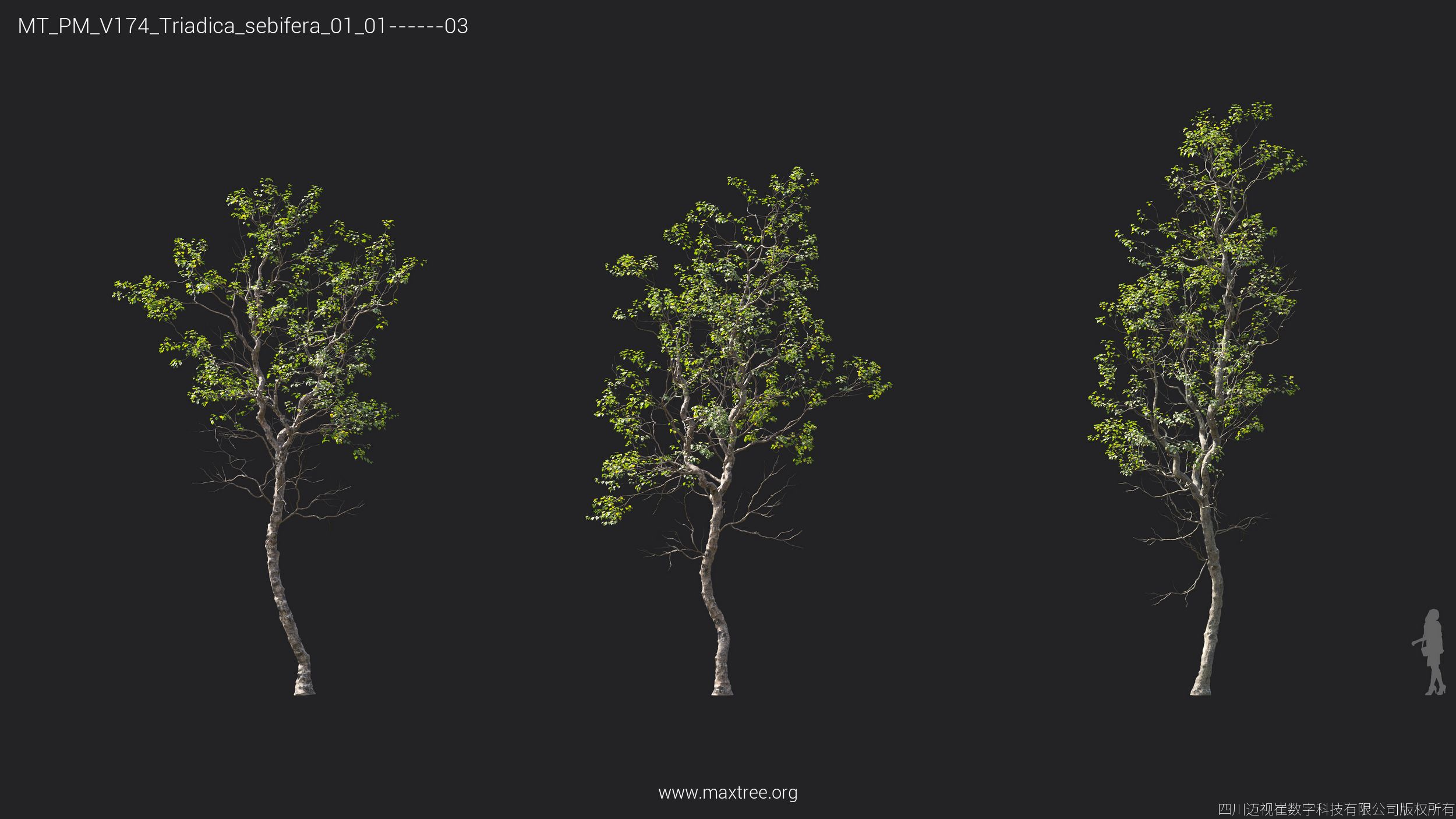Plant Models Vol 174 - 图片 36