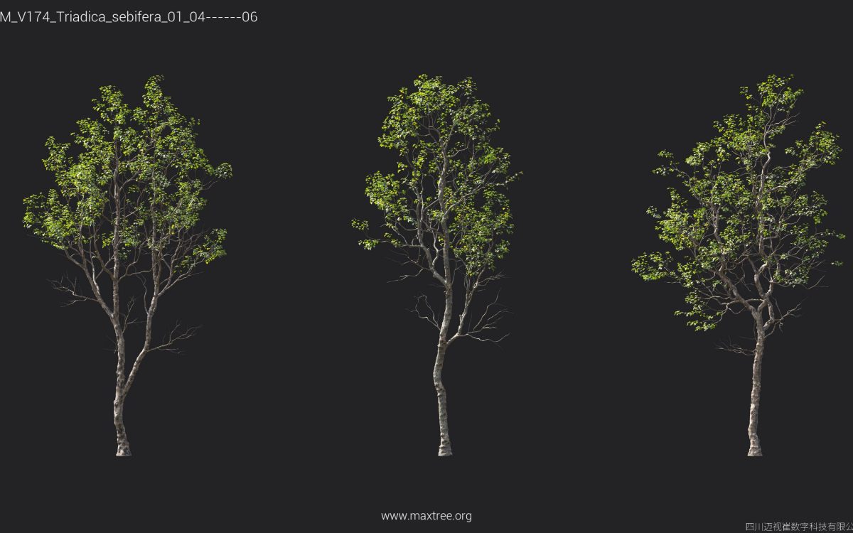 Plant Models Vol 174 - 图片 37